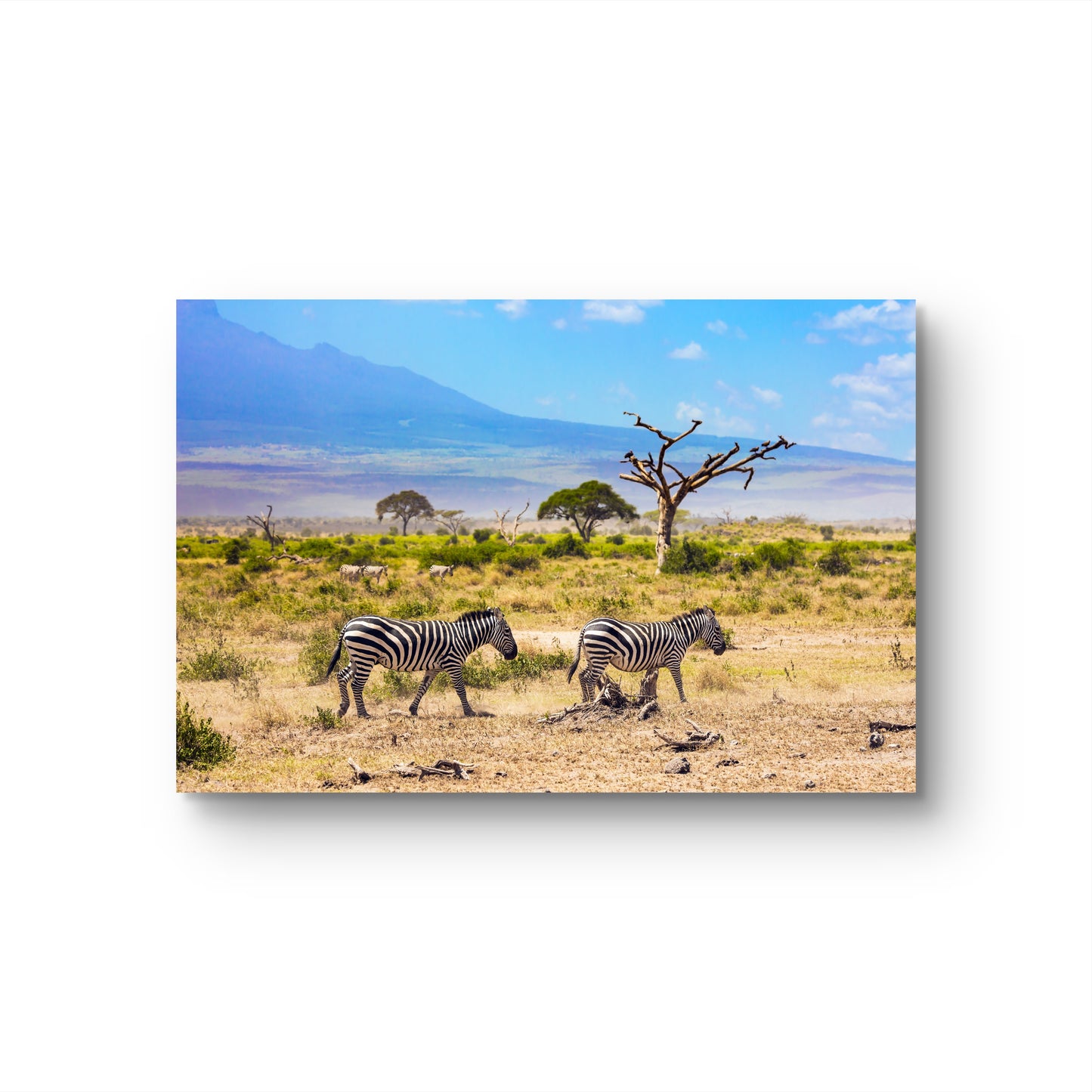 Zebras in African Savannah