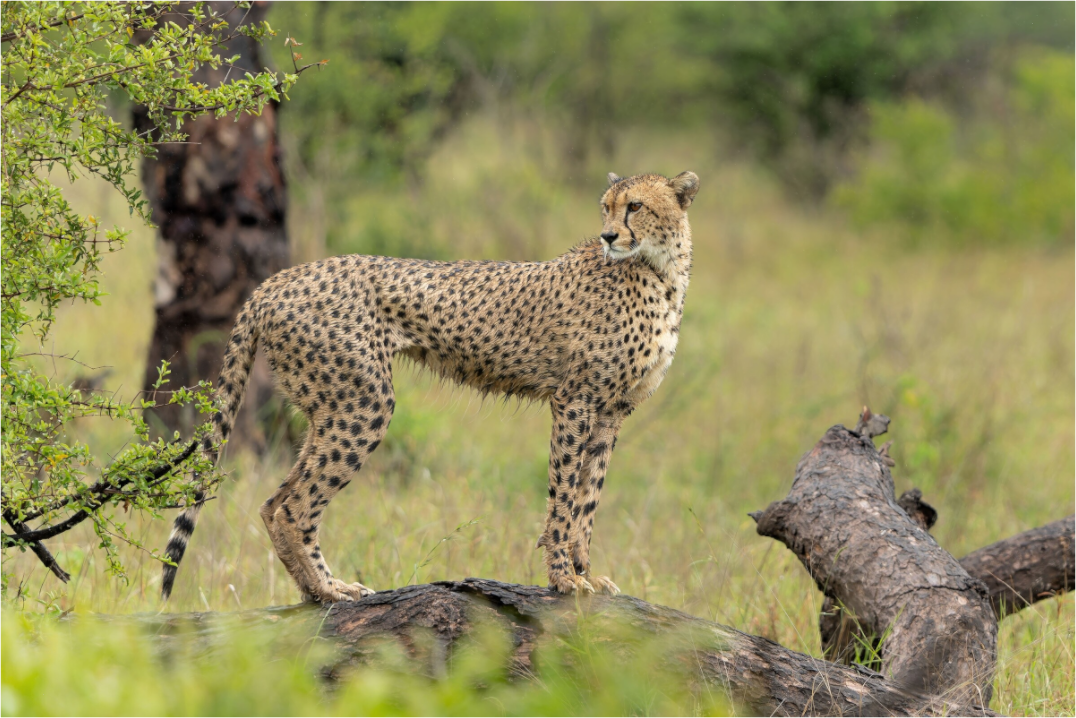Majestic Cheetah