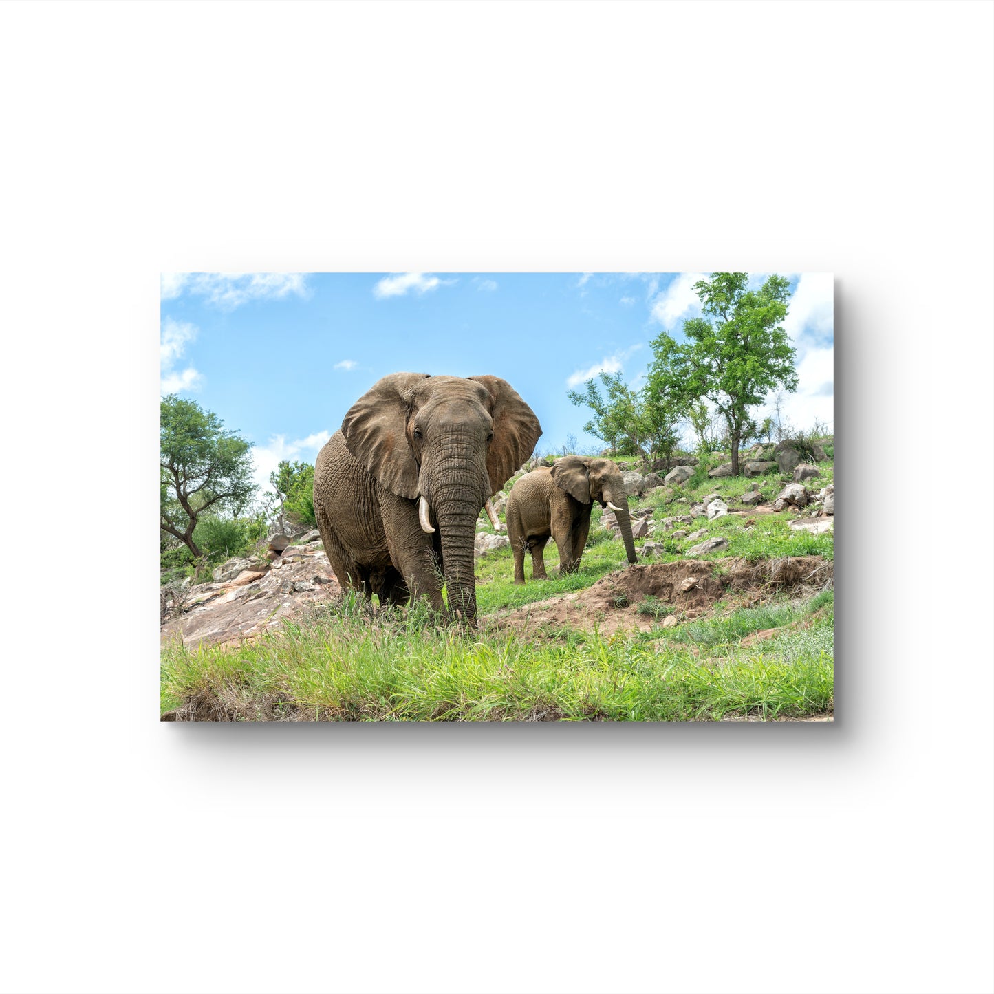Elephants on the Rocks