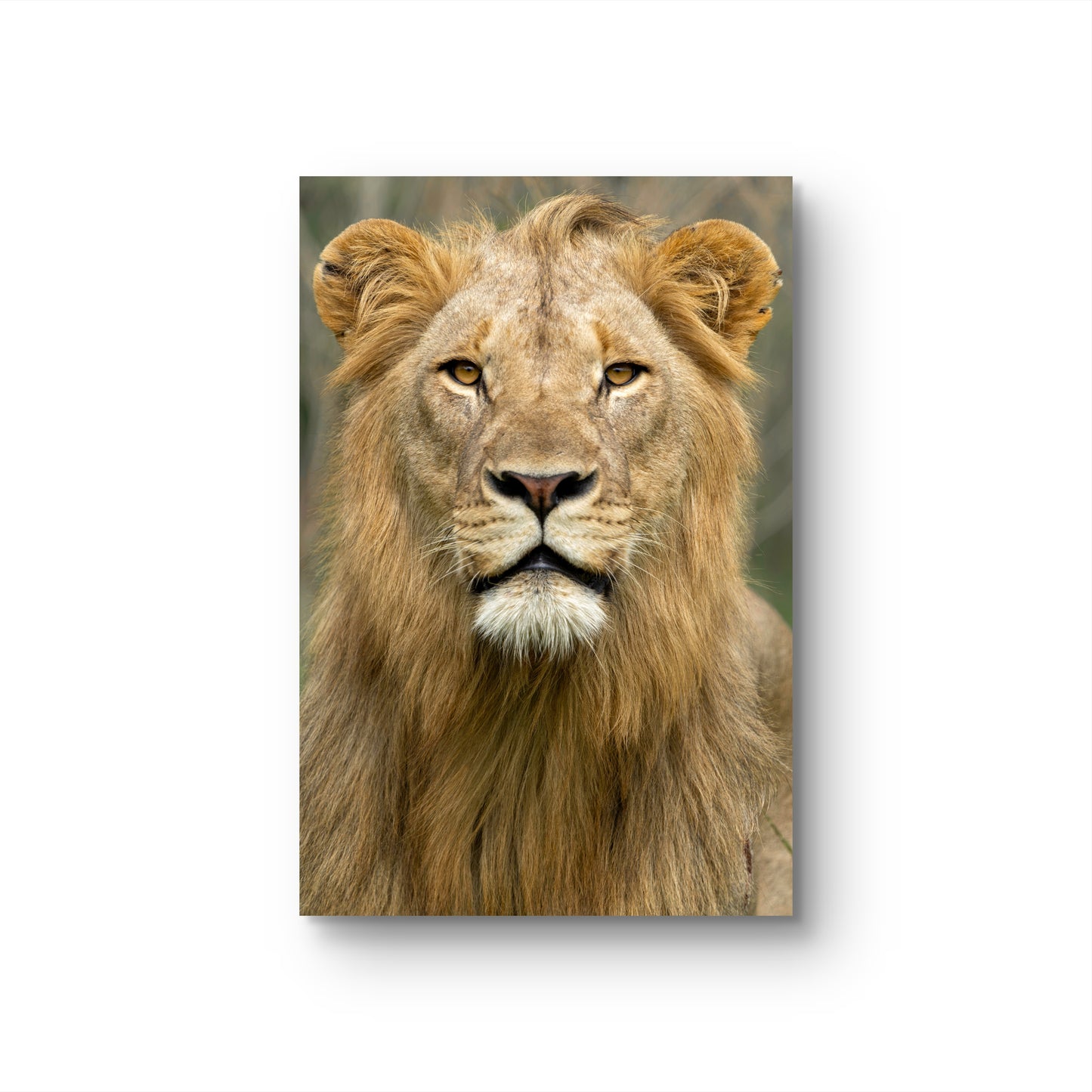 Male Lion