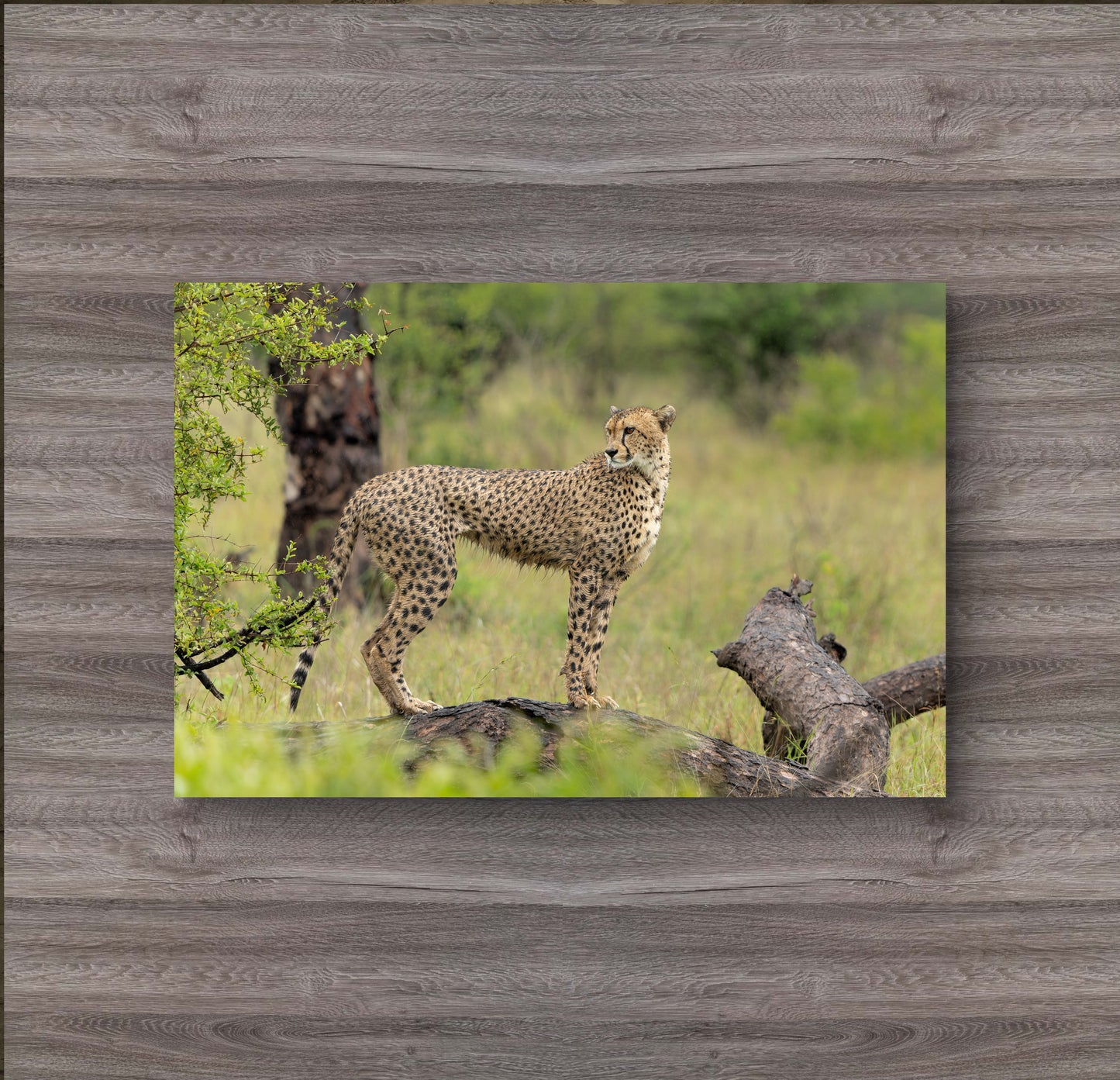 Majestic Cheetah