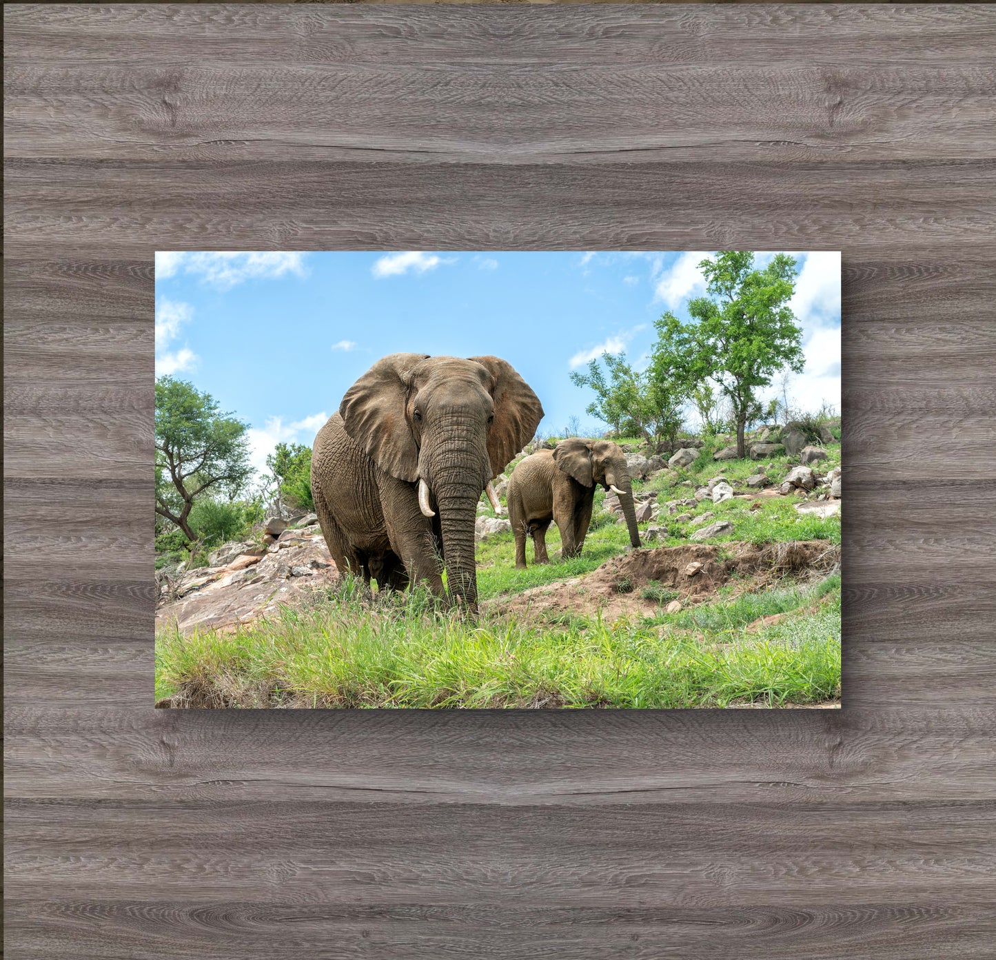 Elephants on the Rocks