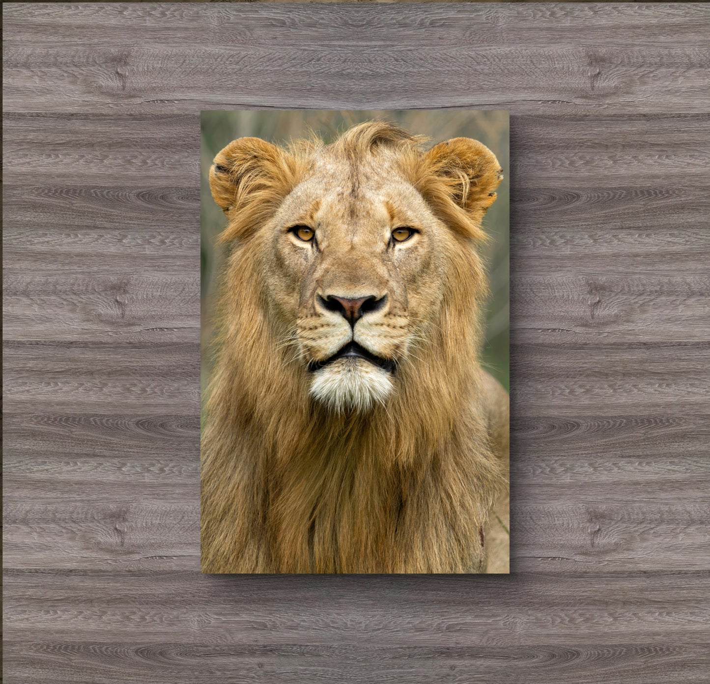 Male Lion