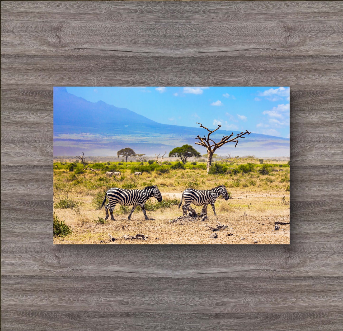 Zebras in African Savannah