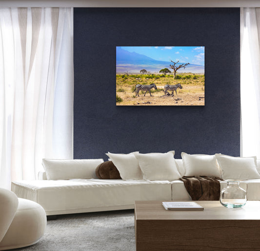 Zebras in African Savannah