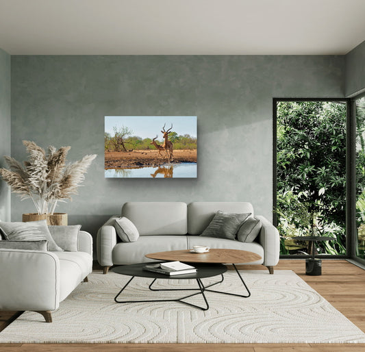 Impala at a waterhole in Botswana