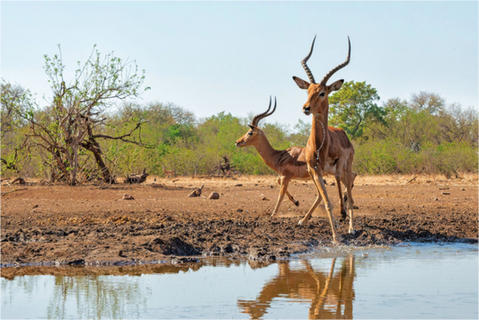 Impala at a waterhole in Botswana