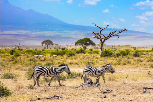 Zebras in African Savannah