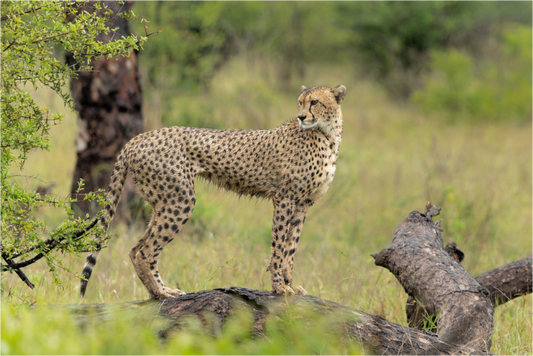 Majestic Cheetah