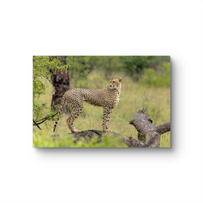 Majestic Cheetah