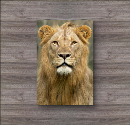 Male Lion