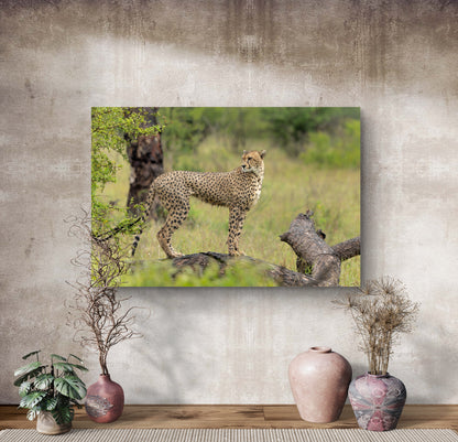 Majestic Cheetah