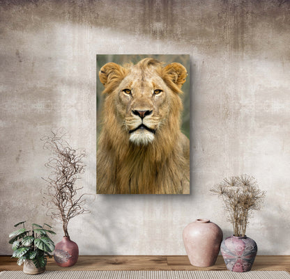 Male Lion