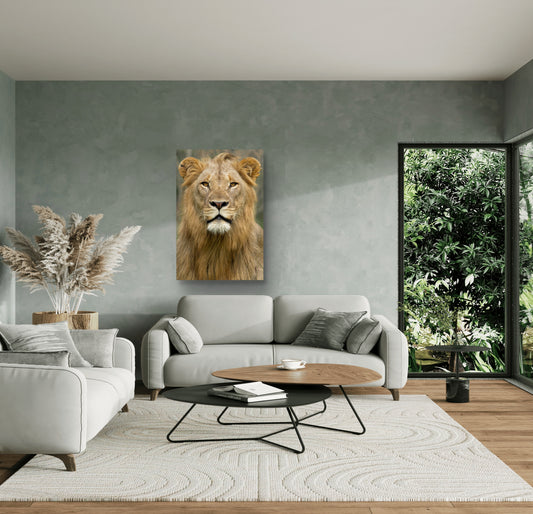 Male Lion