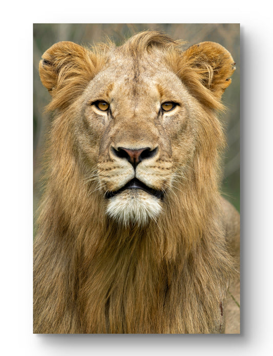 Male Lion