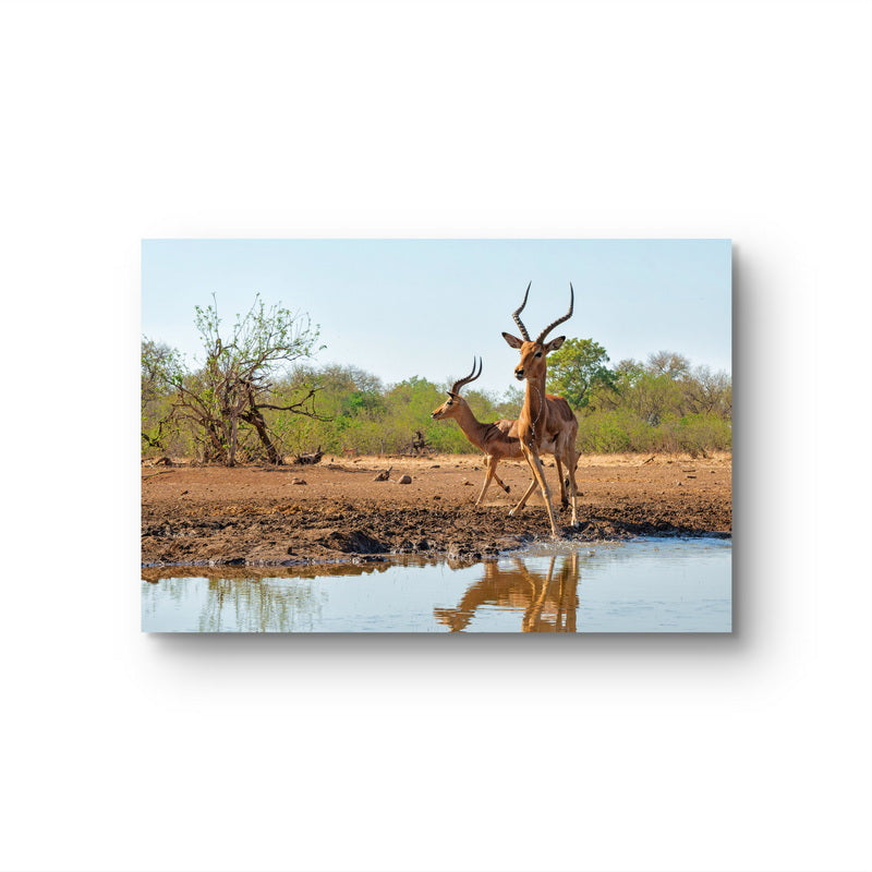 Impala at a waterhole in Botswana