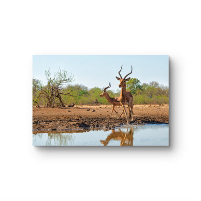 Impala at a waterhole in Botswana