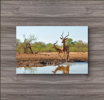 Impala at a waterhole in Botswana