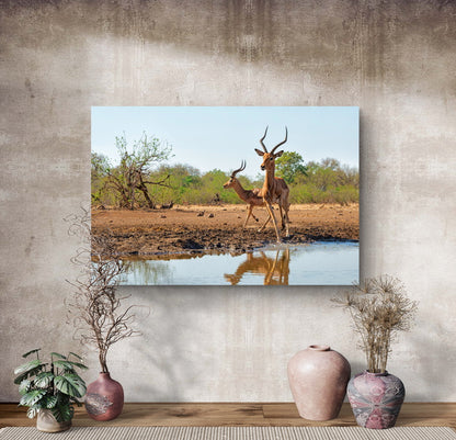 Impala at a waterhole in Botswana