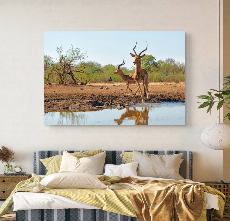 Impala at a waterhole in Botswana
