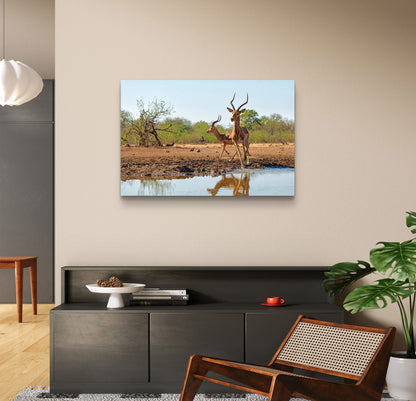 Impala at a waterhole in Botswana