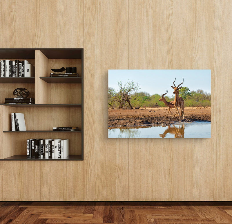 Impala at a waterhole in Botswana