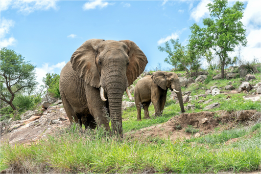 Elephants on the Rocks