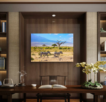 Zebras in African Savannah